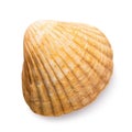 Small bivalve seashell isolated on white background