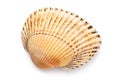 Small bivalve seashell isolated on white background, top view. Shell warm shades