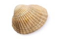 Small bivalve seashell isolated on white background, top view