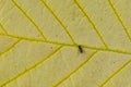 Small Black Ant on a Yellow Leaf with Incredible Details