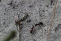 Black ants on the ground Royalty Free Stock Photo