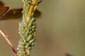 small black aphid on a green leaf in the open air close up Royalty Free Stock Photo