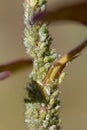 small black aphid on a green leaf in the open air close up Royalty Free Stock Photo