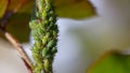 small black aphid on a green leaf in the open air close up Royalty Free Stock Photo