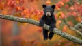 A small black bear cub sitting on a branch of a tree, AI Royalty Free Stock Photo