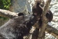 A small black bear is played with her mother Royalty Free Stock Photo