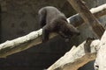 A small black bear is played on a large tree Royalty Free Stock Photo