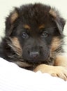 A small black beautiful German Shepherd puppy is waiting for its owner. Royalty Free Stock Photo