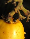 Bee feeding on fruit, Cashew (Anacardium occidentale)