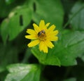 A small black bee feeds on a yellow tickseed flower Royalty Free Stock Photo