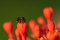 A small black bee taking nectar from a red flower