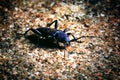 Small black beetle macro little bug Royalty Free Stock Photo