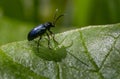 Tiny black beetle resting on a vibrant green leaf with sunlight illuminating its textured body and shadow Royalty Free Stock Photo