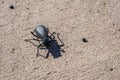 A small black beetle in Petrified Forest National Park, Arizona Royalty Free Stock Photo