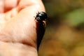 A small black beetle will sing on the man`s arm. Royalty Free Stock Photo