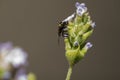 Small black beetle with yellow and white spots on a lavender flower viewed in macro mode, low depth of field and selective focus Royalty Free Stock Photo