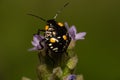 Small black beetle with yellow and white spots on a lavender flower viewed in macro mode, low depth of field and selective focus Royalty Free Stock Photo