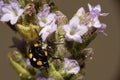 Small black beetle with yellow and white spots on a lavender flower viewed in macro mode, low depth of field and selective focus Royalty Free Stock Photo