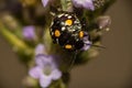 Small black beetle with yellow and white spots on a lavender flower viewed in macro mode, low depth of field and selective focus Royalty Free Stock Photo