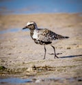 A small black-bellied plover, walks on the sandy shore of Fort DeSoto in the morning