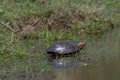 Small black-bellied slider turtle or water tiger turtle- trachemys dorbigni - basking in the sun next to a pond. Location: El