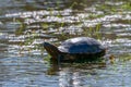 Small black-bellied slider turtle or water tiger turtle- trachemys dorbigni - basking in the sun next to a pond. Location: El