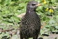 A small black bird with the same eyes, a yellow beak, striped wings. Royalty Free Stock Photo