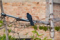 Small black bird perched on the electrical wire on the background of a brick building Royalty Free Stock Photo