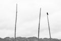 A small black bird perched on top of a tall bamboo stick, in Inle Lake, Myanmar