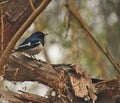 Cuckoo at Sultanpur Bird Sanctuary Royalty Free Stock Photo