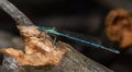 A small black and blue dragonfly sits on a fallen dry pine branch Royalty Free Stock Photo