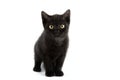 Small black British Shorthair kitten isolated on white background