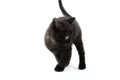 Small black British Shorthair kitten isolated on white background