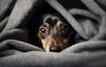 Small black and brown dog hiding under grey blanket Royalty Free Stock Photo