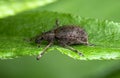 A small black-brown weevil crawls on a green leaf of grass Royalty Free Stock Photo