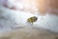 Small Black, brown, and White Jumping spider, salticidae, eating a house fly. Macro photo Royalty Free Stock Photo