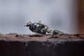 Small Black, brown, and White Jumping spider, salticidae, eating a house fly. Macro photo Royalty Free Stock Photo