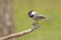 Small black capped chickadee on a twig Royalty Free Stock Photo