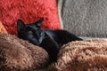 a small black cat lies on colorful fluffy pillows