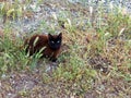 Small Black Cat With Shiny Green Eyes