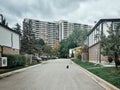 small black cat sitting on street road in front of house and looking in camera Royalty Free Stock Photo