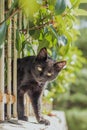 Small black cat squeezing through a white fence on a wall, surrounded by green leaves. Trying to reach the camera to inspect it