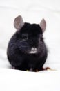 Small black chinchilla Royalty Free Stock Photo