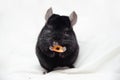 Small black chinchilla Royalty Free Stock Photo