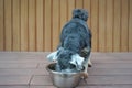 Small black color mix breed dog having his meal in stainless steel bowl on the floor