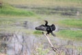 Small Black Cormorant Drying up by water side in Bharatpur Keoladeo nation park