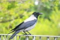 Small black crow crow rests on a railing Royalty Free Stock Photo