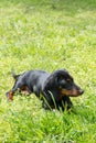 Small black dachshund dog lies on the green grass Royalty Free Stock Photo