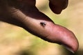 Little fly on the finger of a hand Royalty Free Stock Photo
