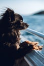Small black dog on. boat looking out over the blue ocean.